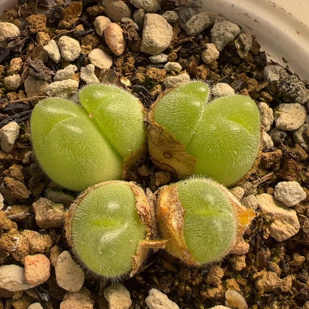 019多肉植物百科