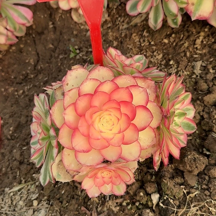 5-35倾城多肉法师