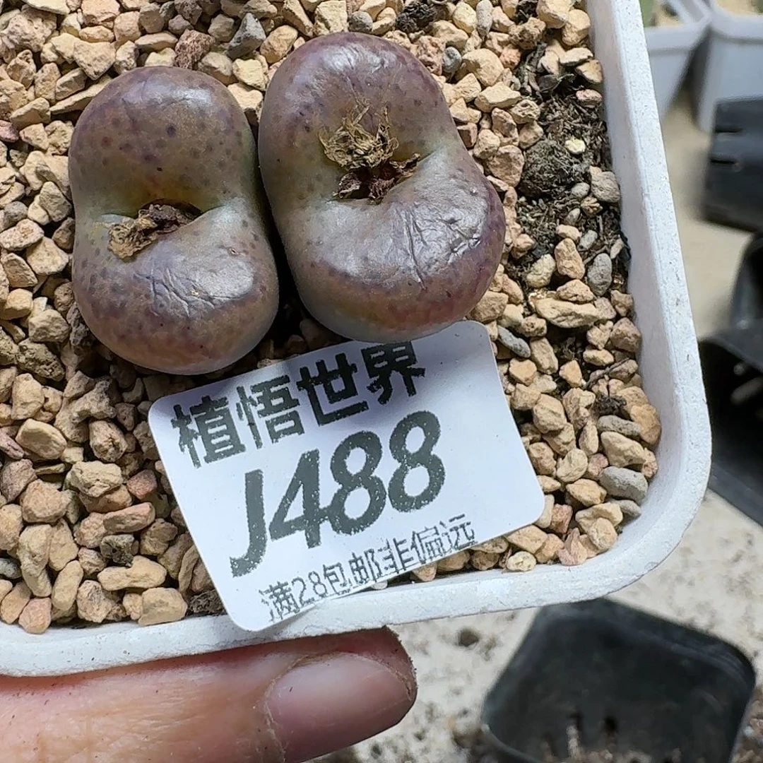 多肉植物的人生gbn