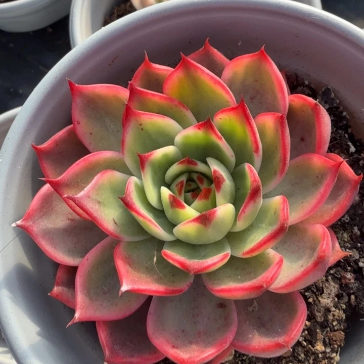 桃花锦腹轮锦多肉锦