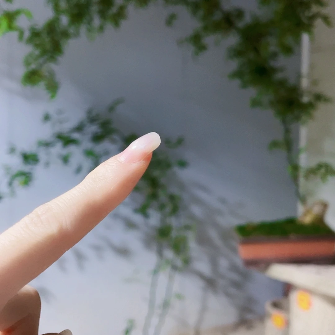 叶*小叶簕竹熟桩陶瓷盆一物一拍