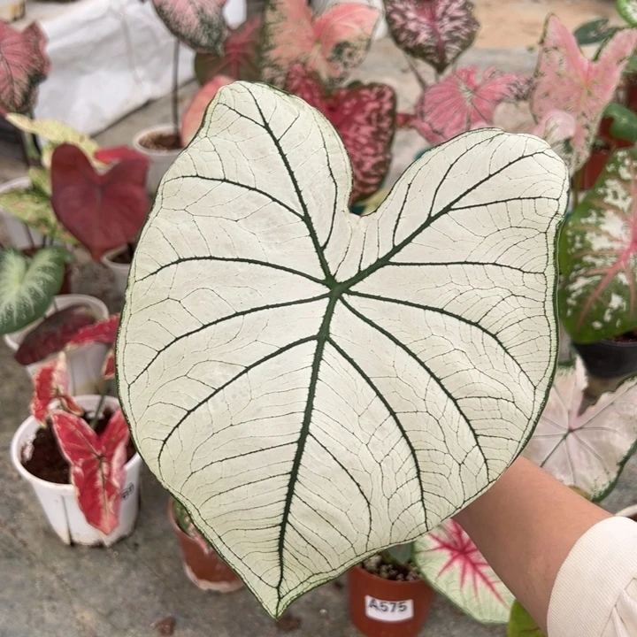 不开花植物A580白色恋人不包叶损不包种球大小