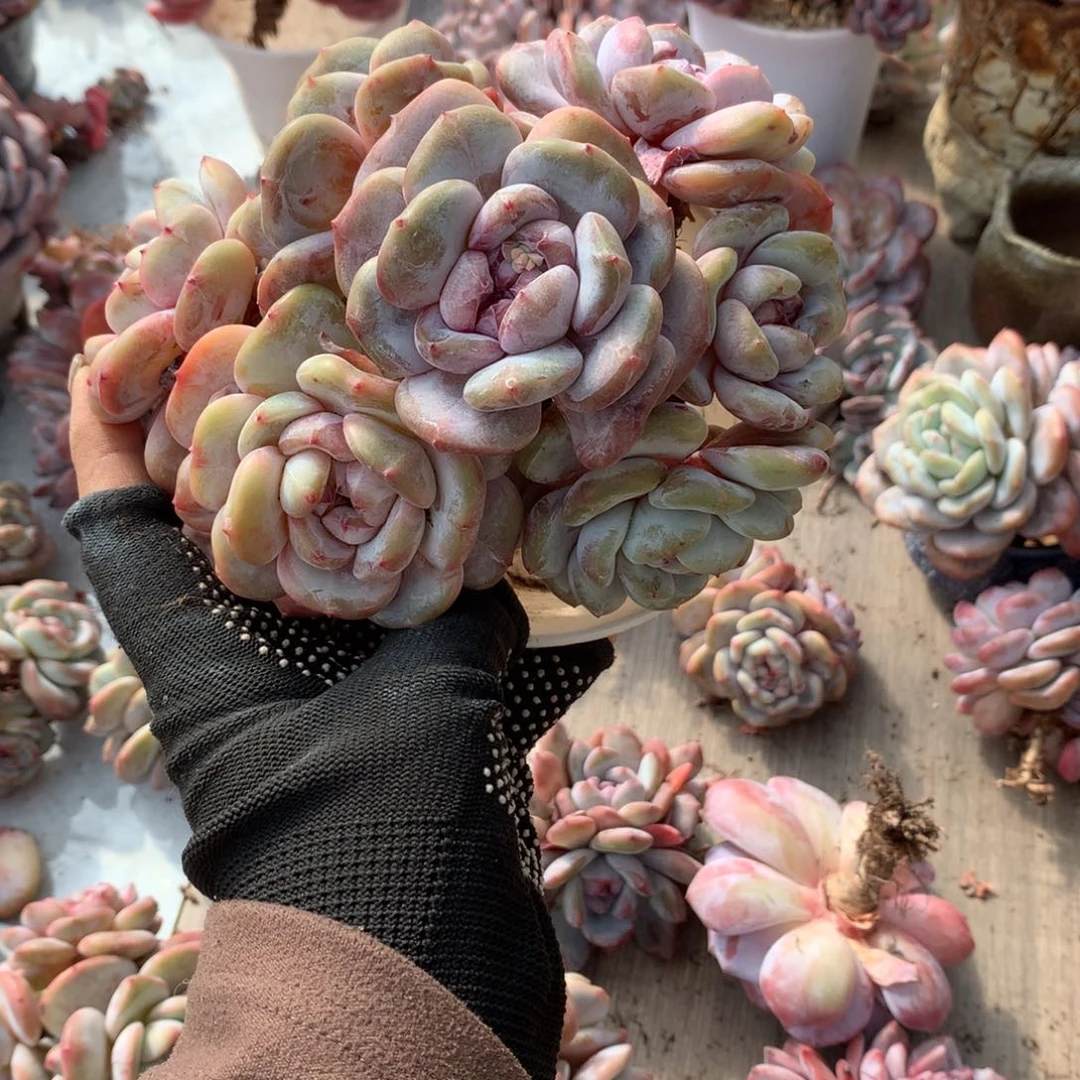 666666666666哈哈哈哈哈哈哈哈