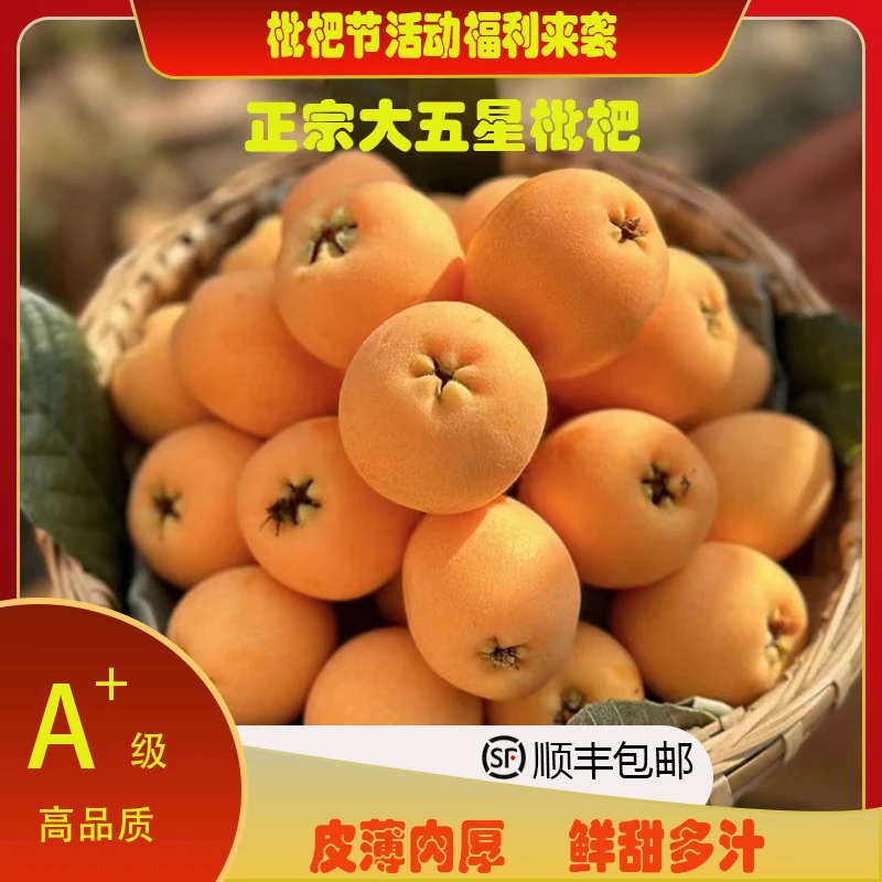 正宗永善大五星枇杷 季节水果 基地直发 顺丰生鲜专线包邮