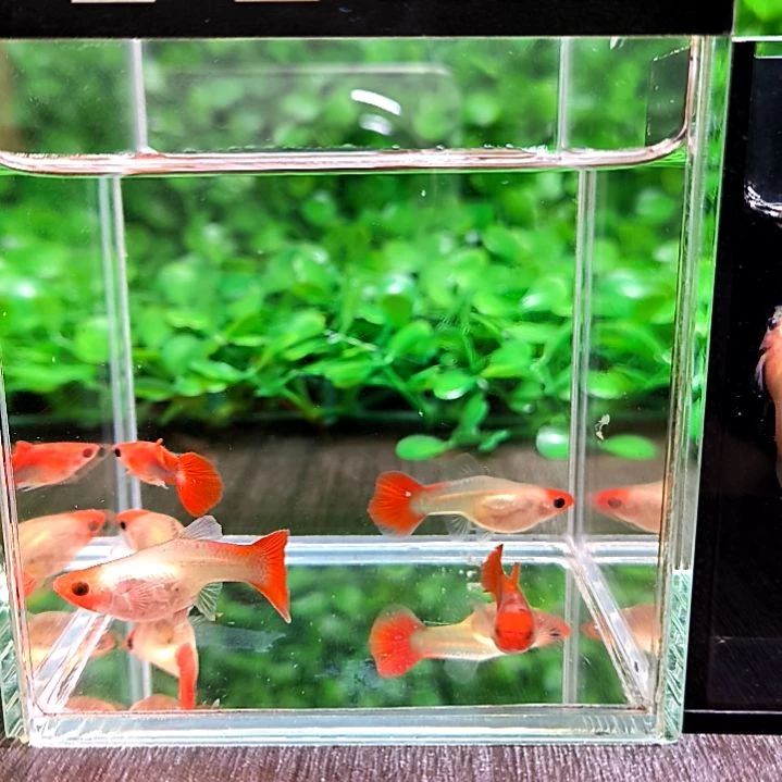 海水鱼精品孔雀鱼，红头玻璃猫，三公三母带胎代孕。