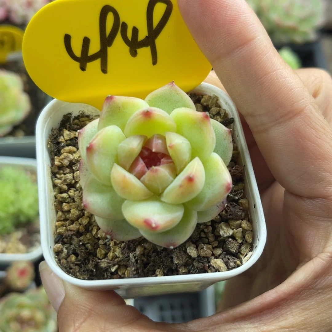 福利珍妮单头4949