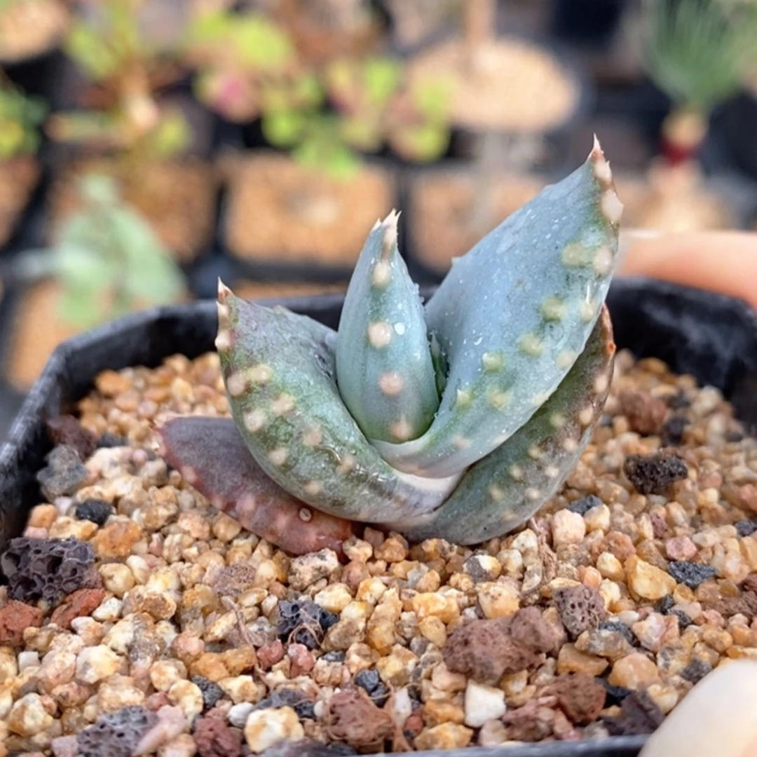 【闪购商品】康普顿芦荟