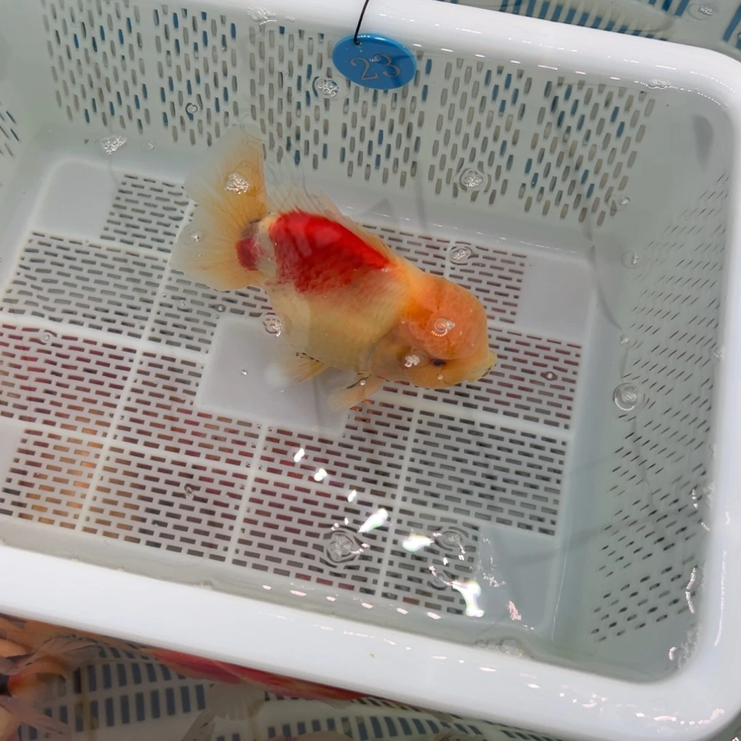 天***天金鱼你好吗我好想你