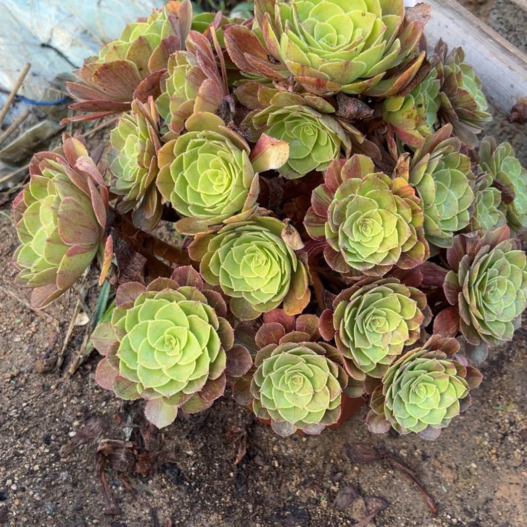 花月夜多肉法师069号