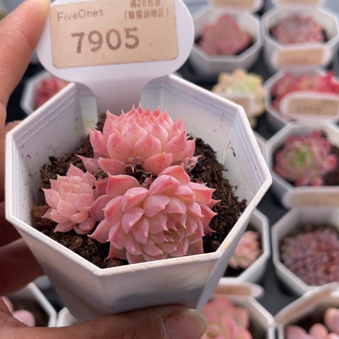 朱砂痣7905-4.5厘米