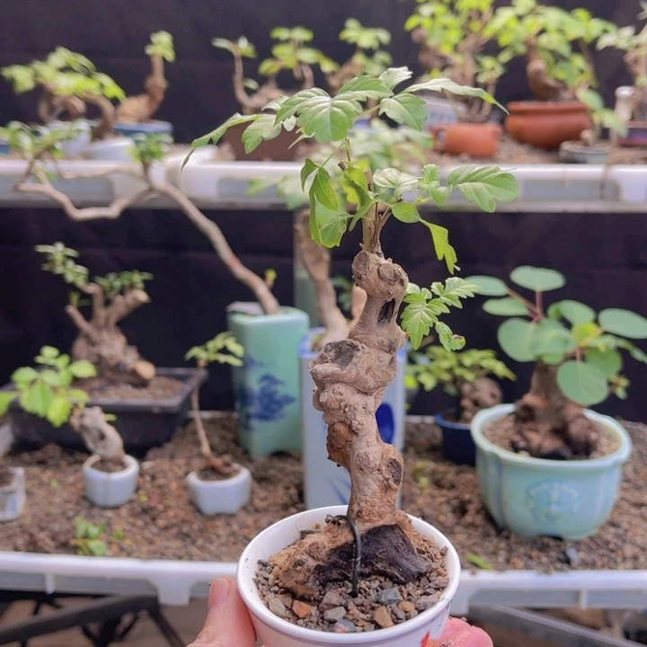 全部花朵12345678