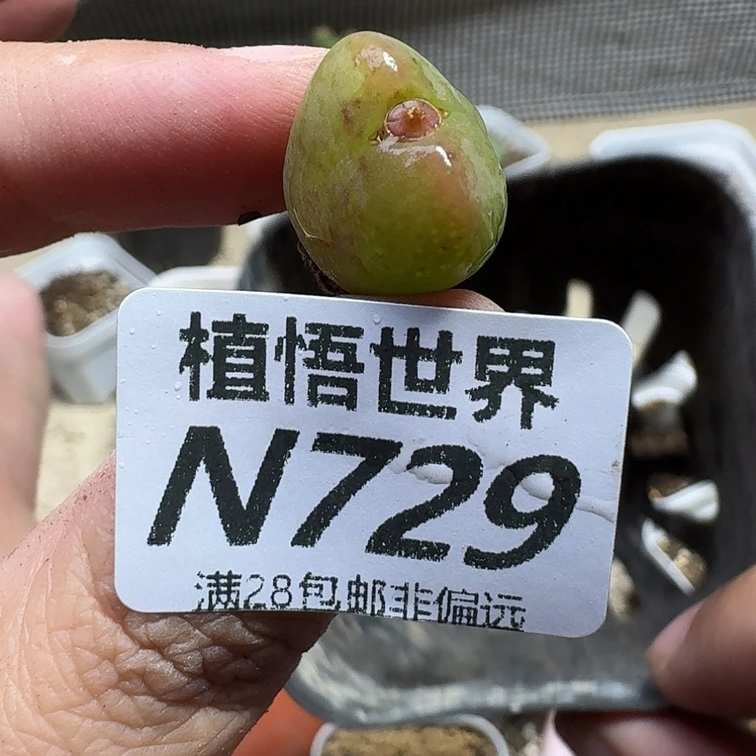 多肉植物的是一gbj