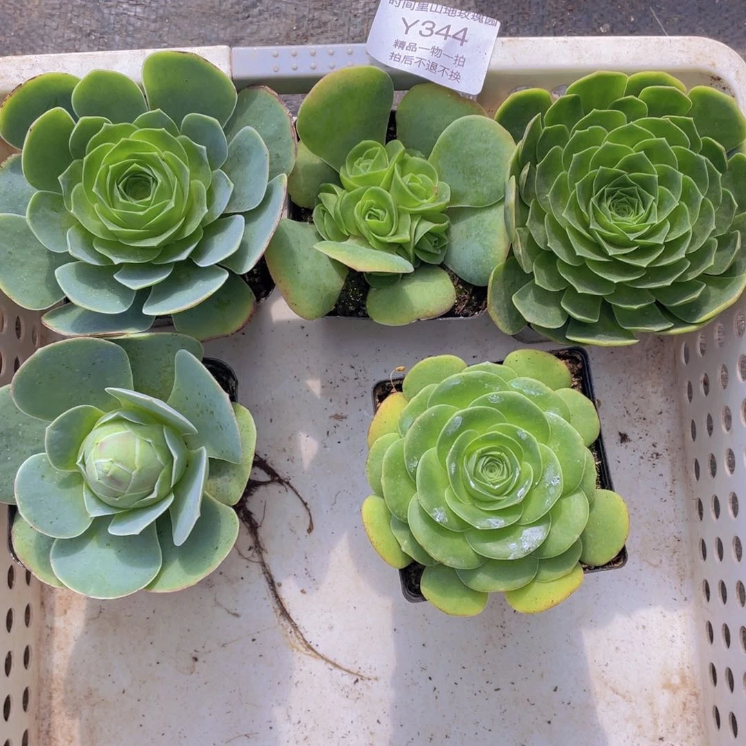 新手套餐多肉344一物一拍
