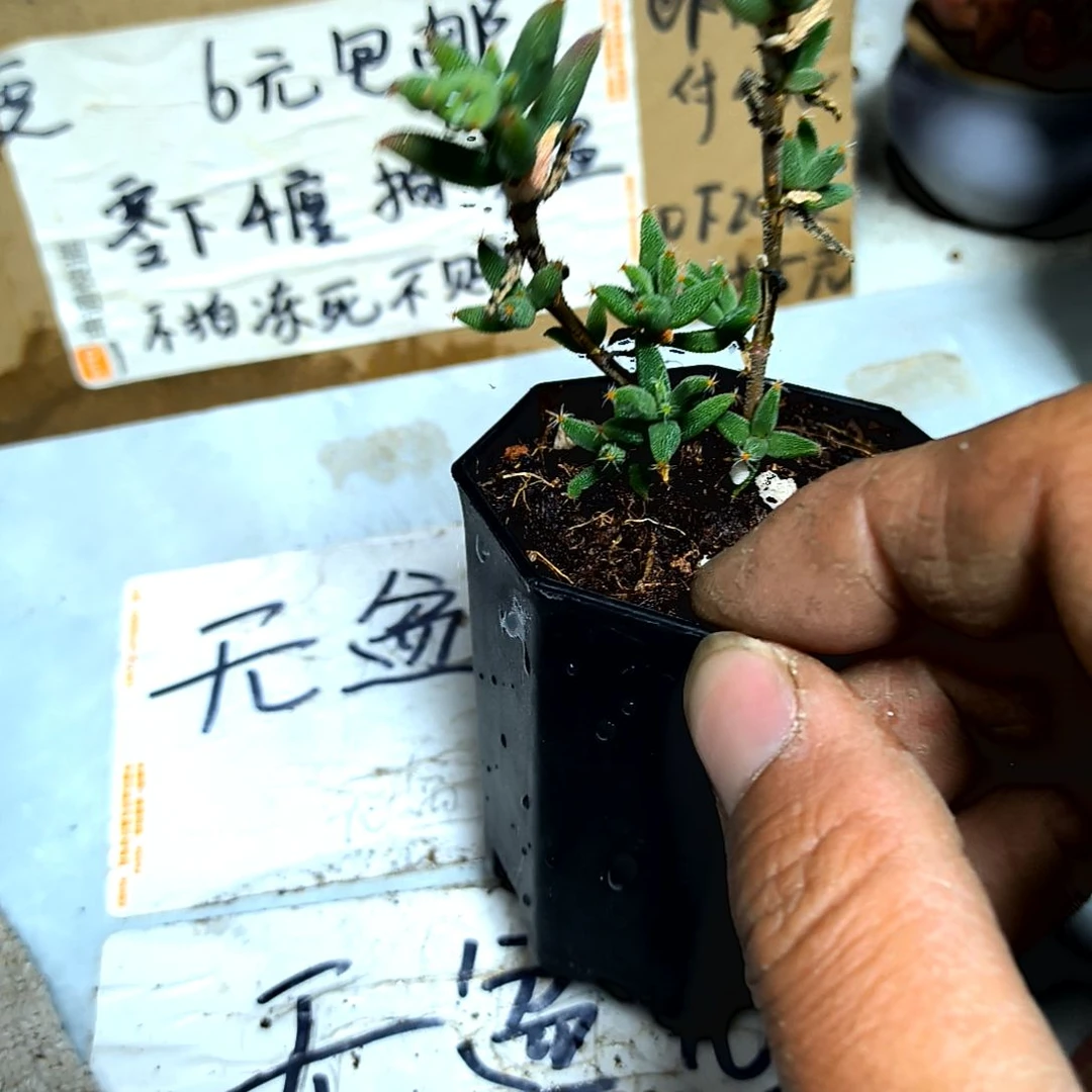 满6元包邮，玉米枝干老庄大些，