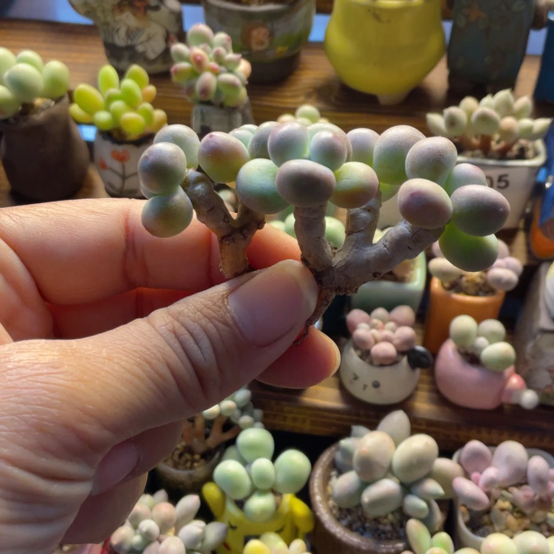 苹果奶两个多肉多