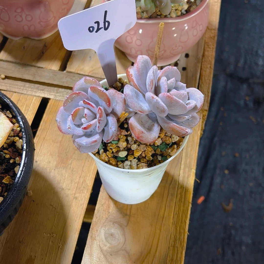 可**?026奶茶30。。。。。