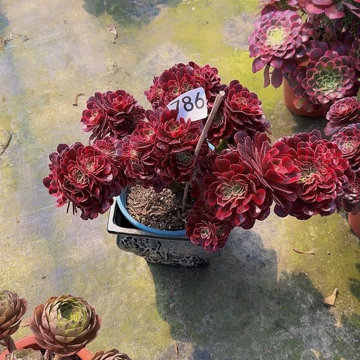 雨*0000000786美杜莎缀