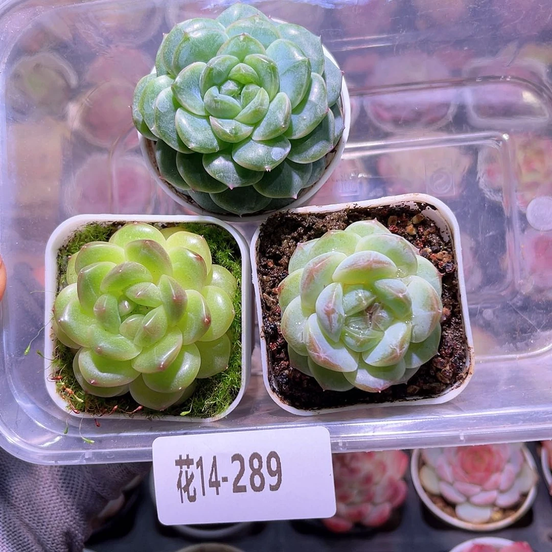 花14-289珍妮单头3颗