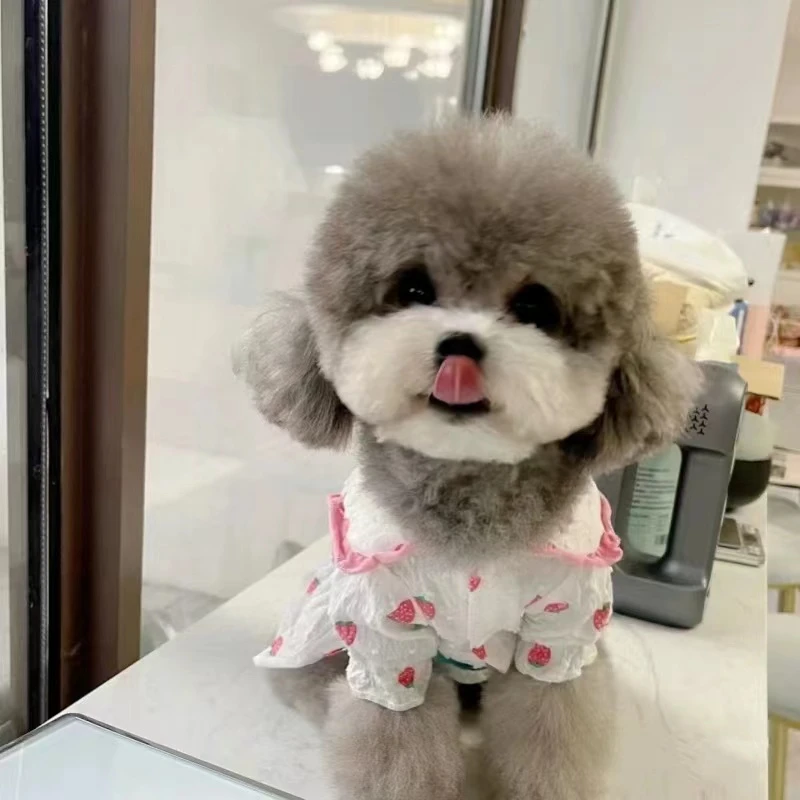 萌宠情报局灰泰迪直播泰迪比熊