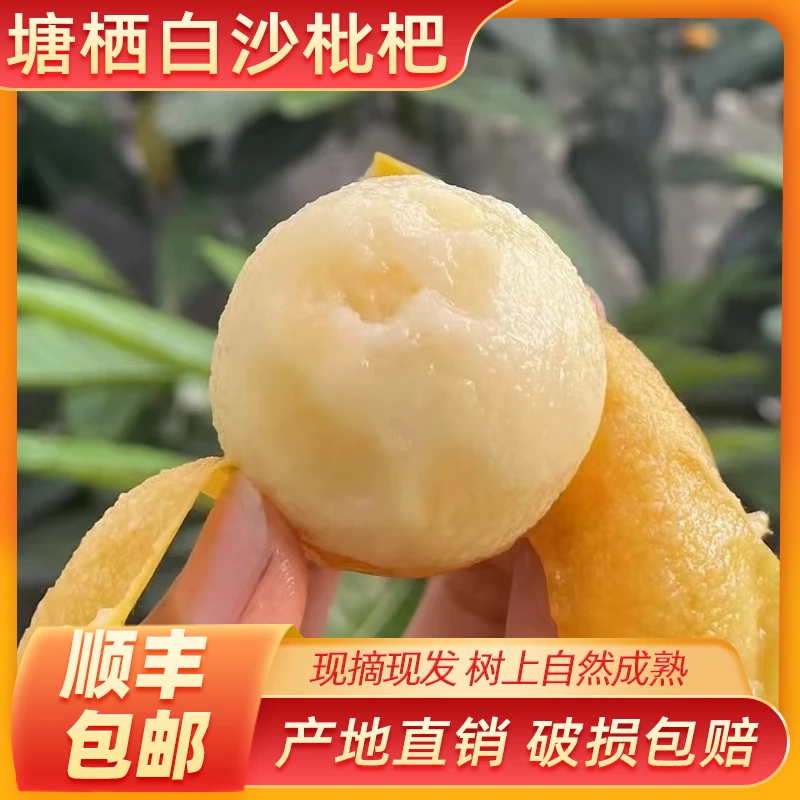 25年塘栖鲜果白沙枇杷新鲜顺丰礼盒