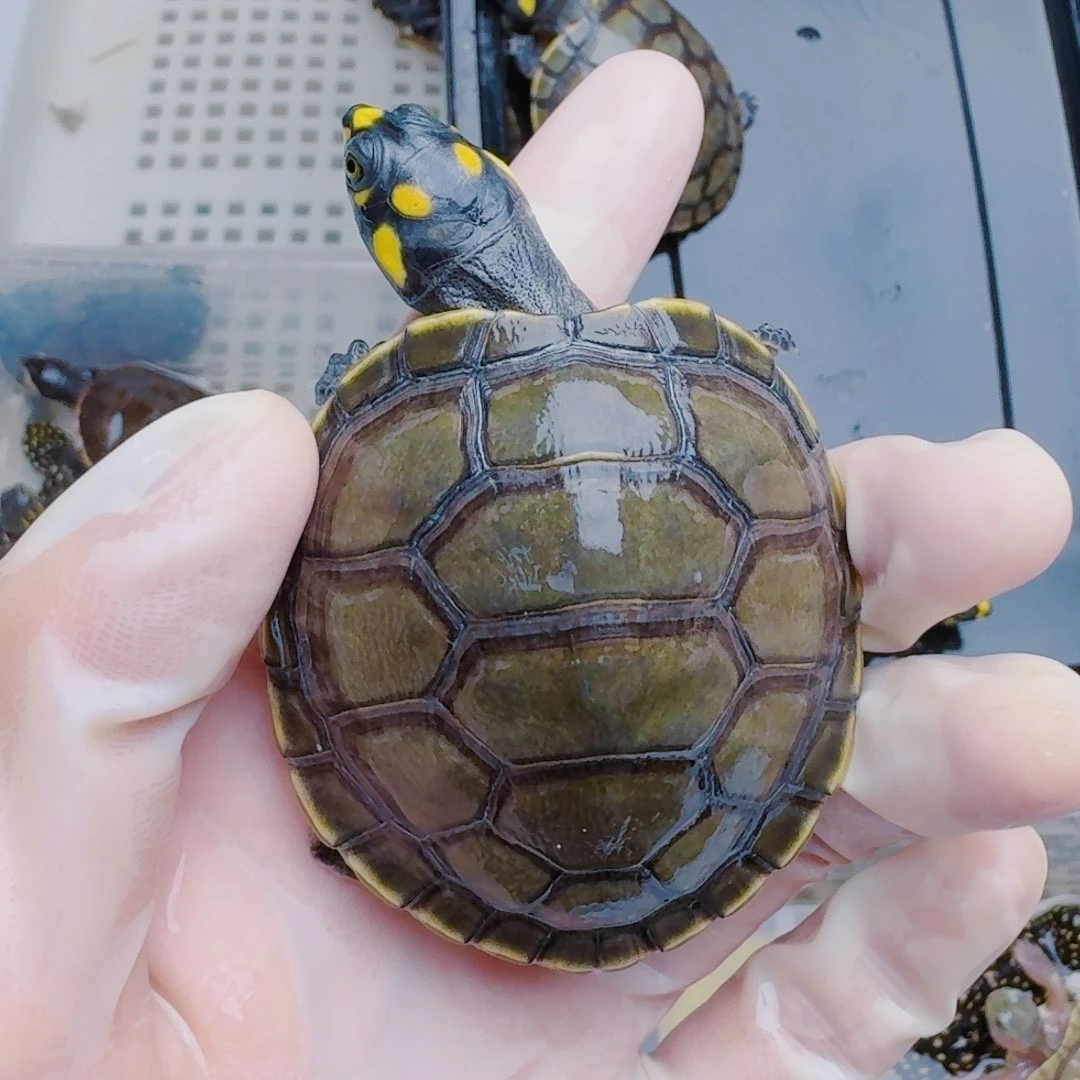 十***食母绿毛龟222222222