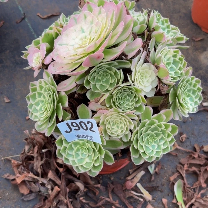 瑞妈多肉园艺902孔雀翎