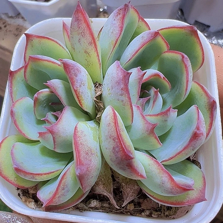 双头勾魂仙子19多肉植物
