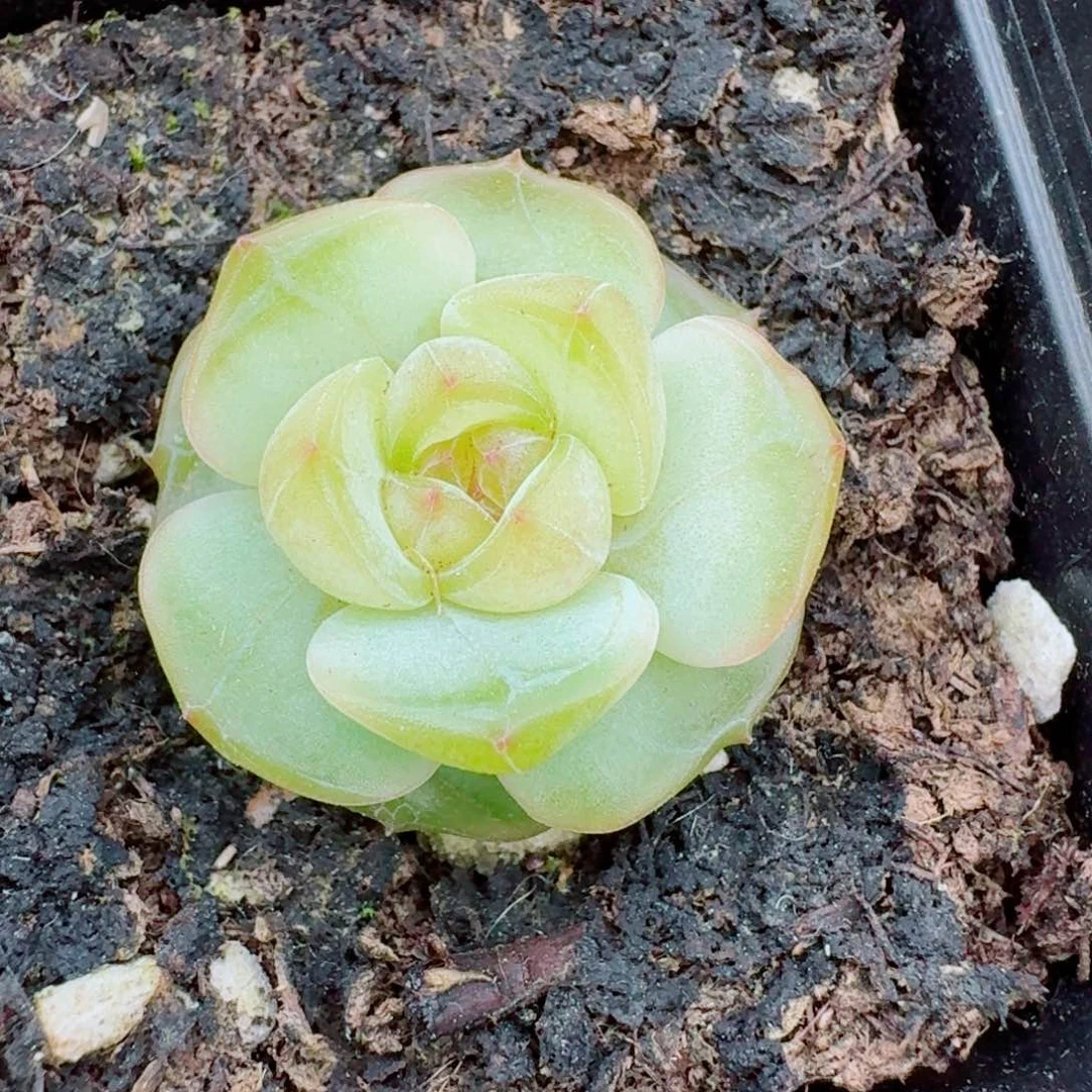 多肉杂交一物一拍28-17