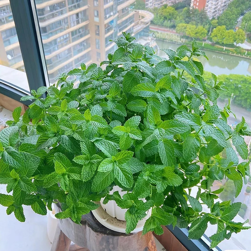 花自开薄荷盆栽可食用香料香草花卉植物室内花绿植