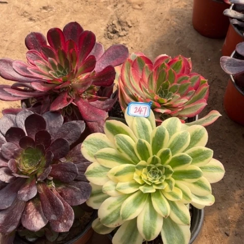 247多肉植物组合