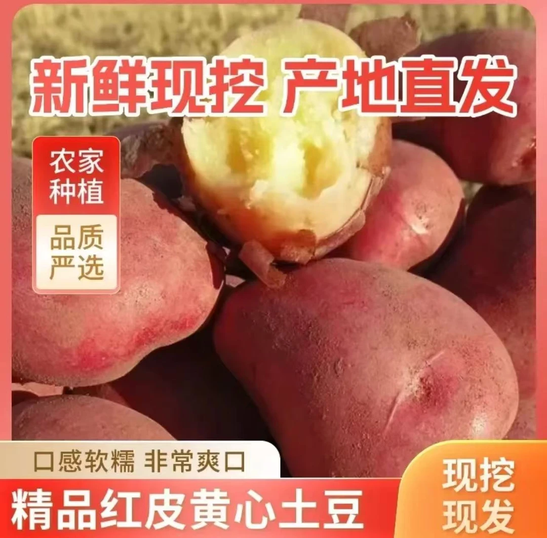 [福利】云南红皮黄心小土豆新鲜现挖高山种植粉面糯香