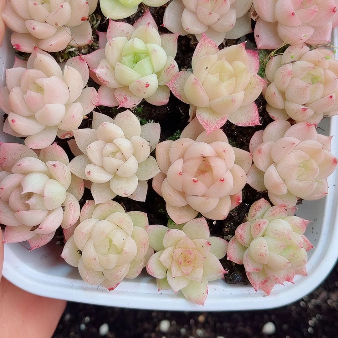 1-207 新疆西藏内蒙不发12.8包邮2-3公分多肉