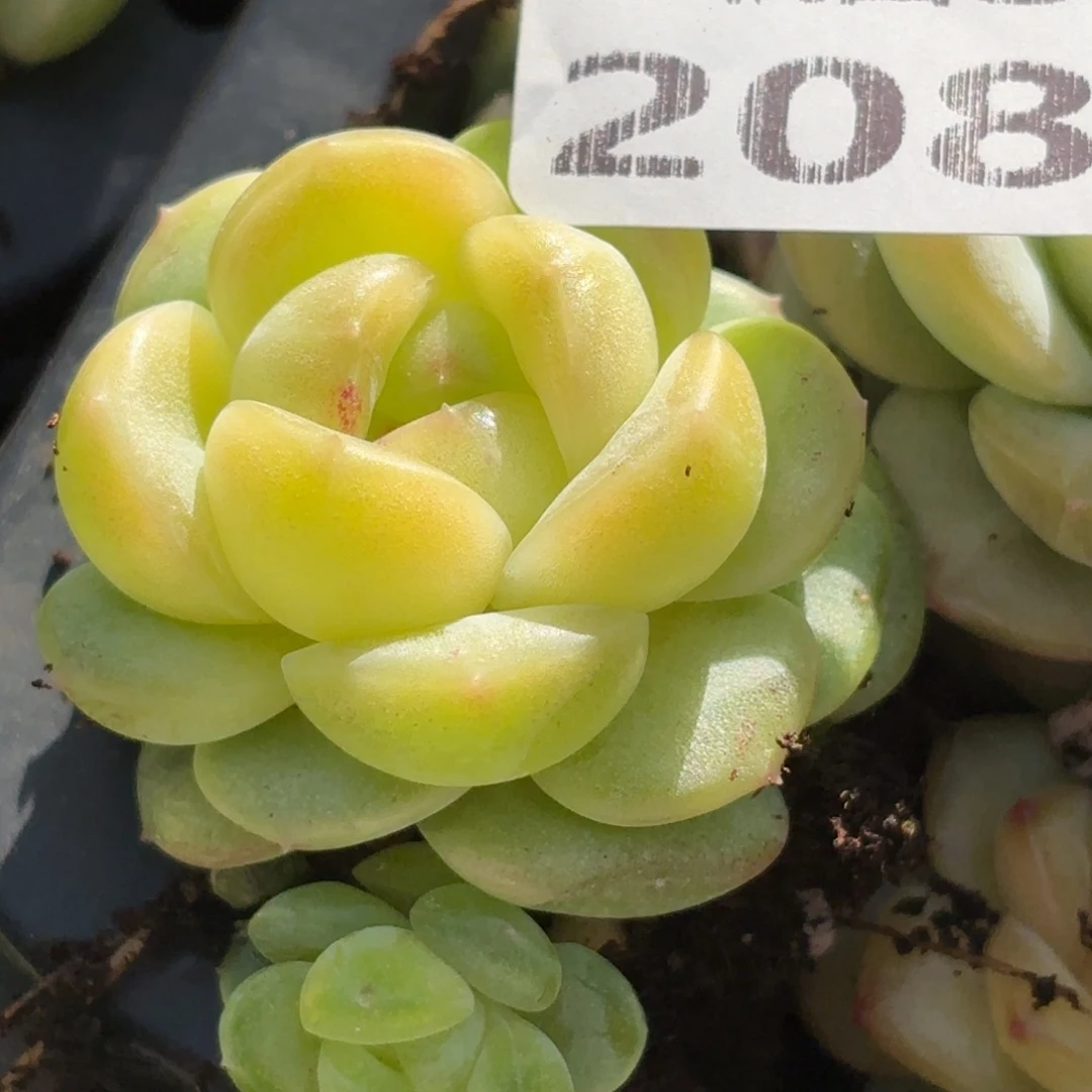 208不知道怎么形容我对