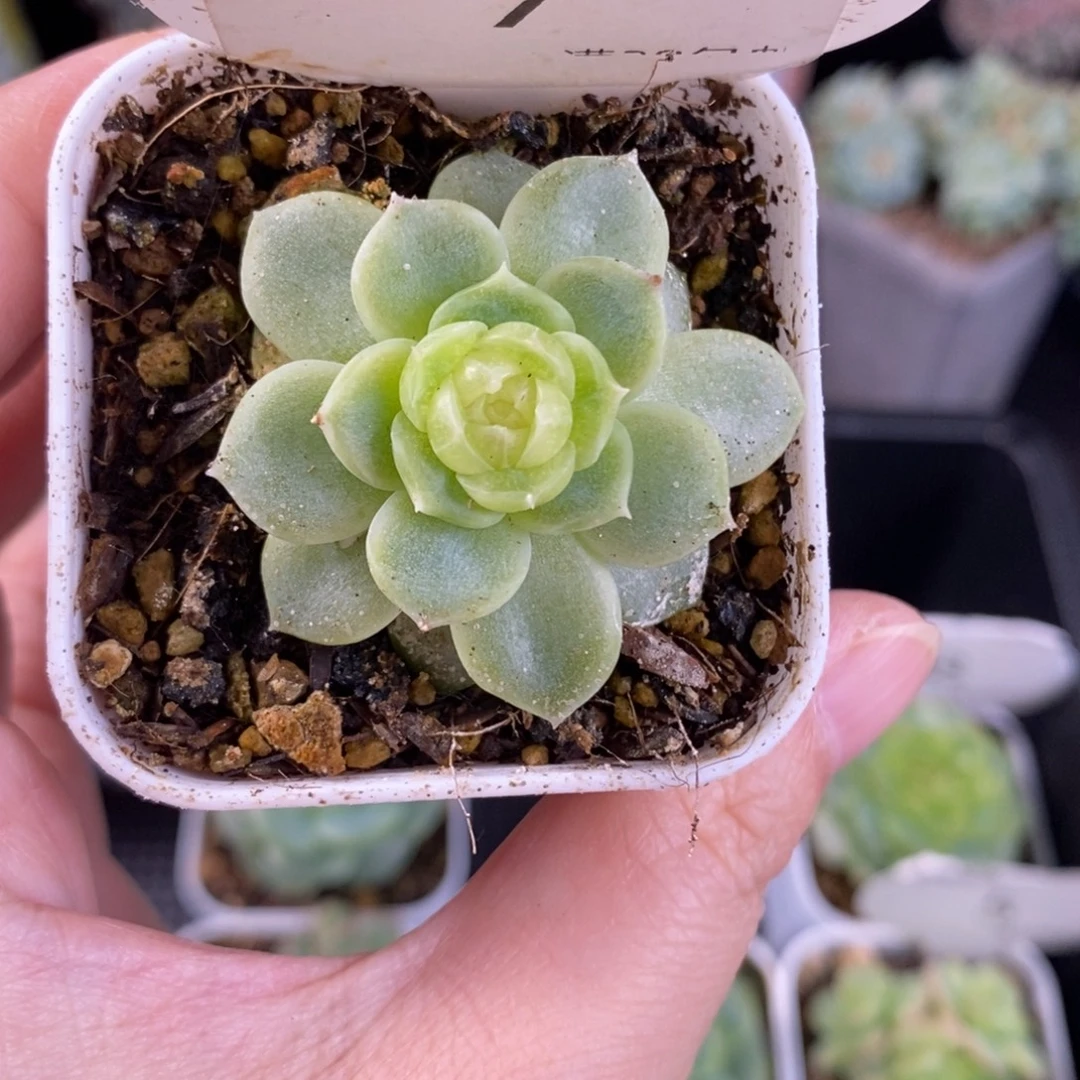 翡翠留心单头7号一号