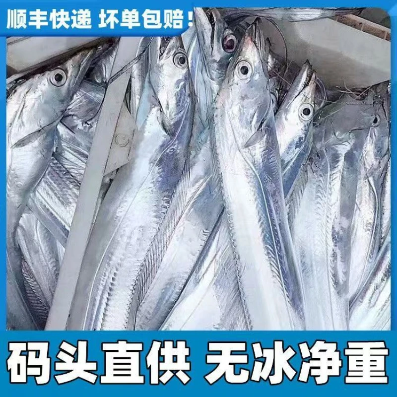 顺丰次日达【整条海捕带鱼丨无冰】海钓带鱼新鲜冷冻海鱼
