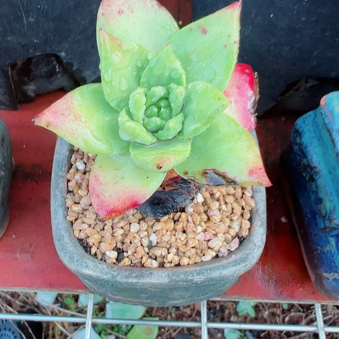 9282坎黛仙女杯多肉