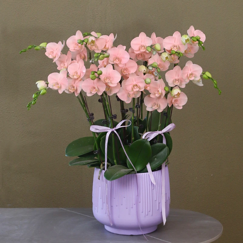 蝴蝶兰【水蜜桃】带花带盆组好活体喷色伴手礼婚礼送礼茶桌客厅装饰