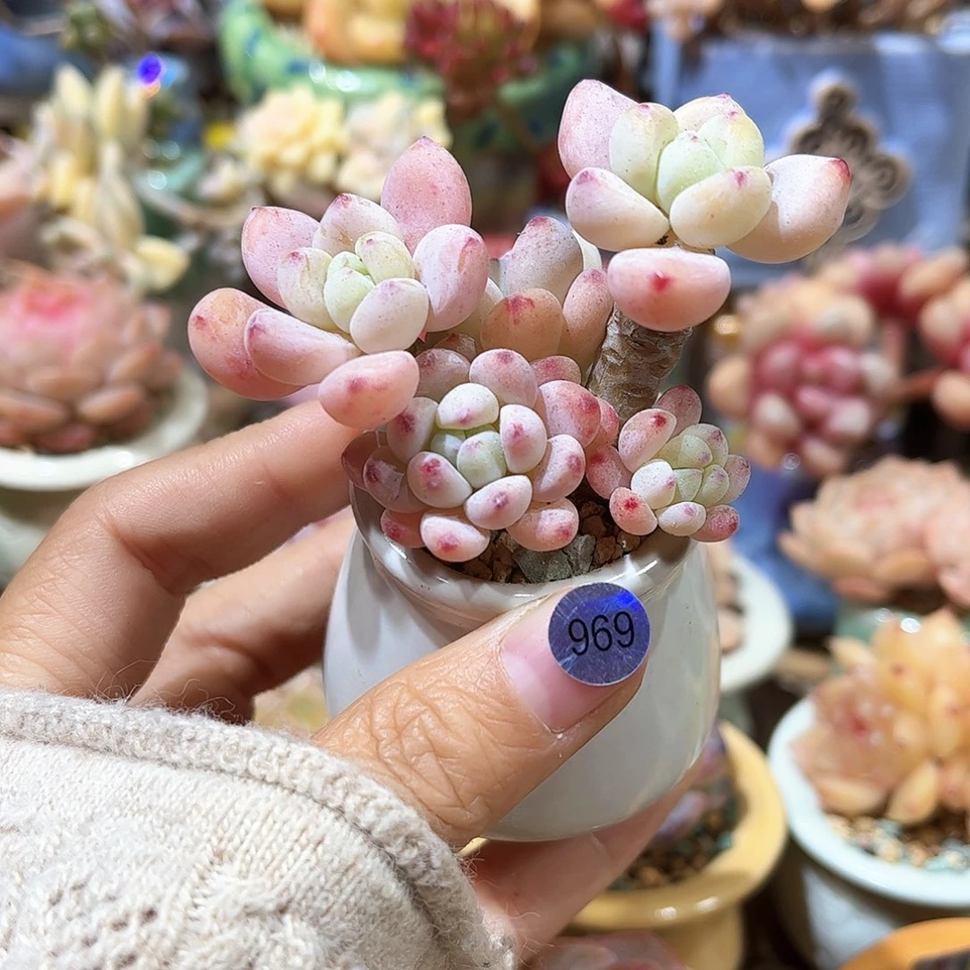 969 多肉含盆土 满30元包邮 除偏远