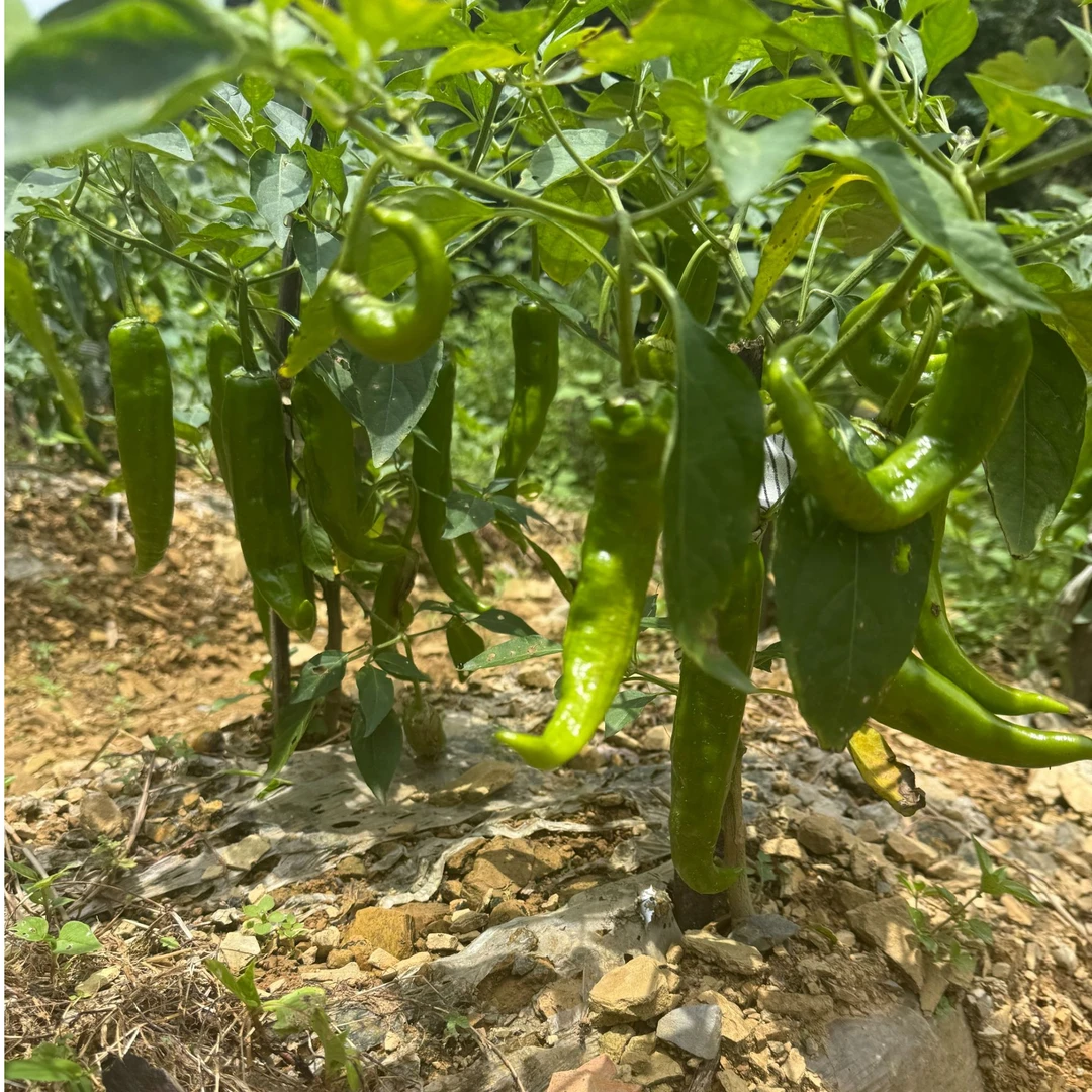 安化天子山村高海拔自种本地辣椒