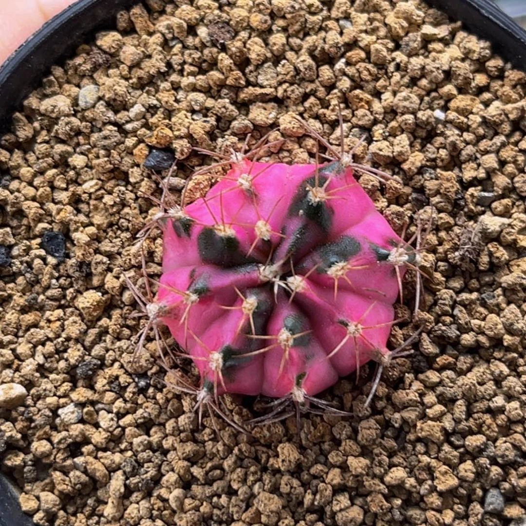 天鹅湖 米哈仙人球