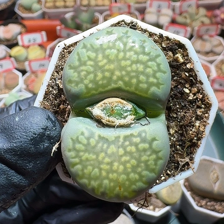 爱****蚁生石花的1111111。 178