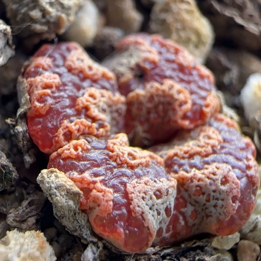 【闪购商品】13120