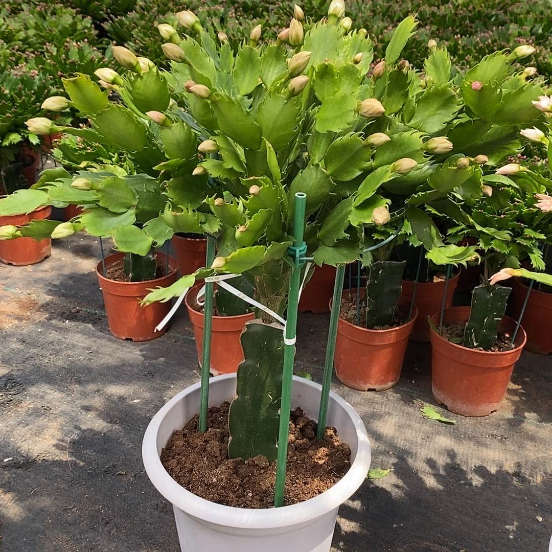 完全开放大苗083白盆