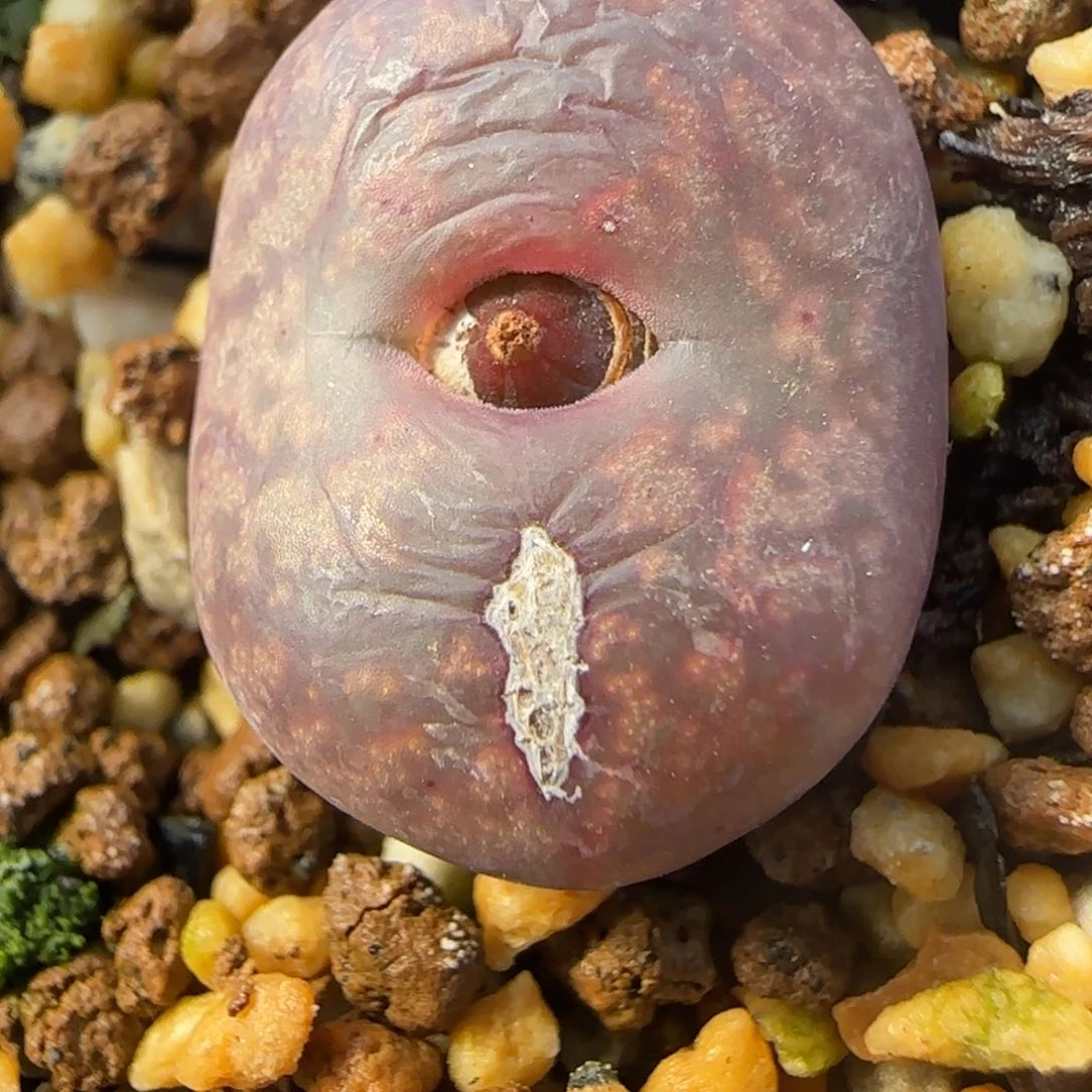 1.28新年大福墨杂母本77号