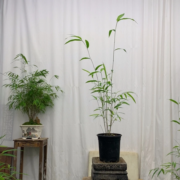 竹子竹子绿植花卉植物