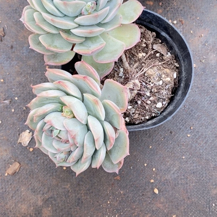 用****2精品多肉植物911