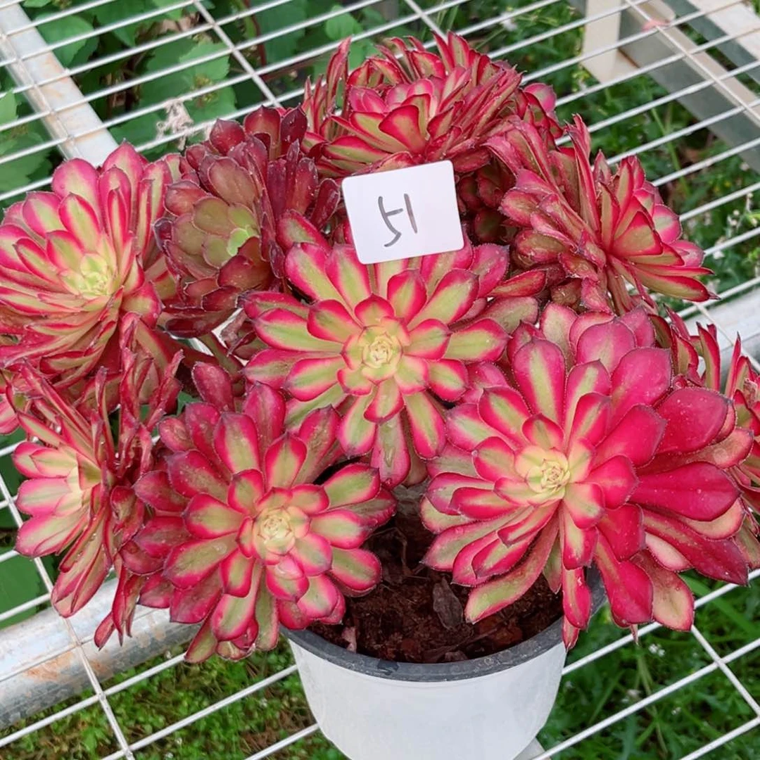 一物一拍多肉法师51