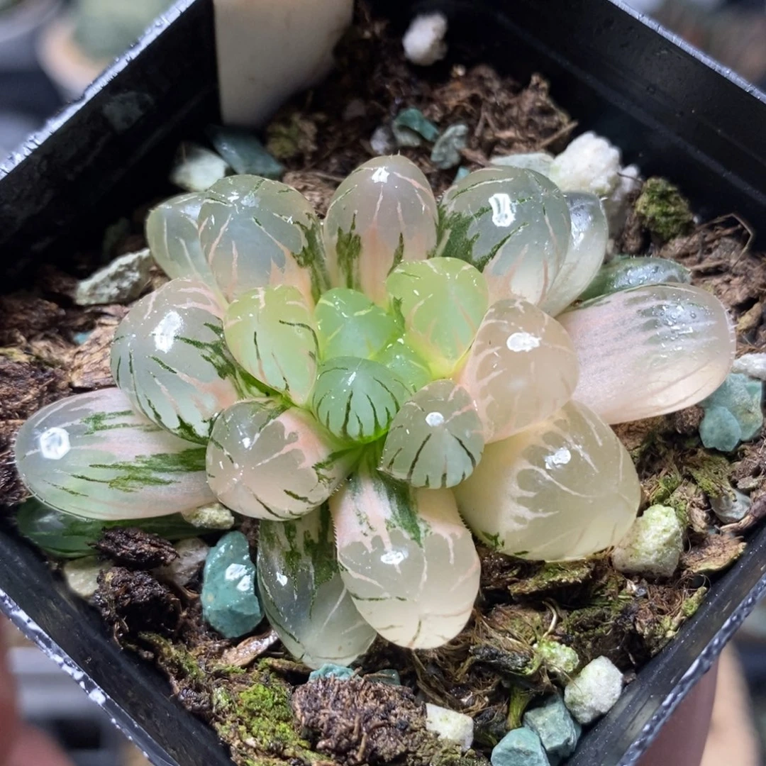 379冰灯锦一物一拍