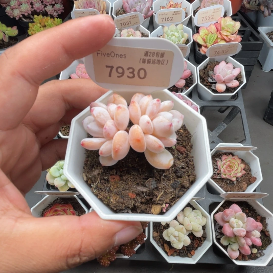 7930冷香 4.5厘米