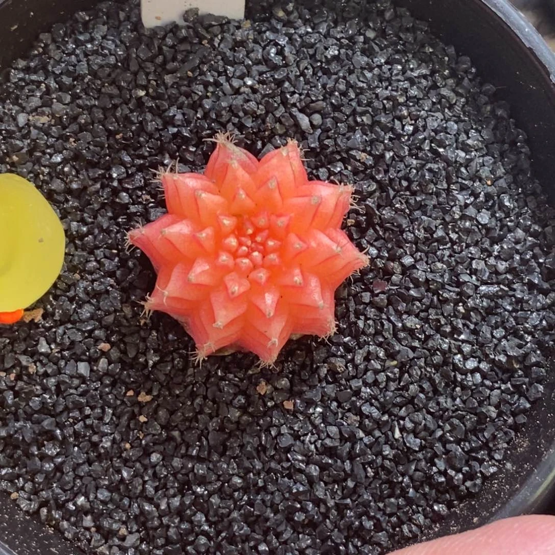 精品米哈—脱土发货3